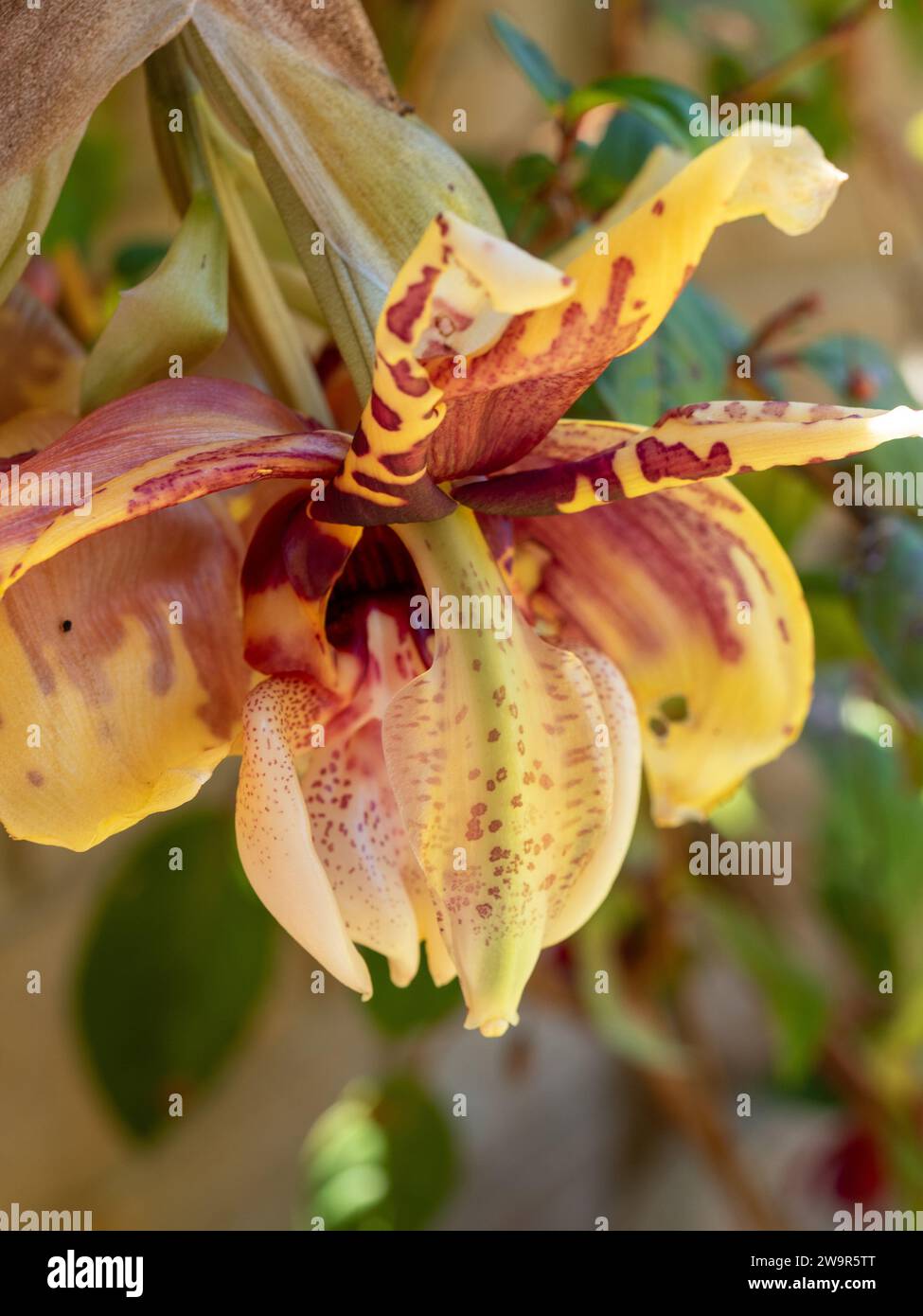 Kopfüber (Stanhopea) Orchideenblumen blühen unter dem Boden ihres Hängekorbs, wachsgelb mit roten Mustern, Sommer, Australien Stockfoto