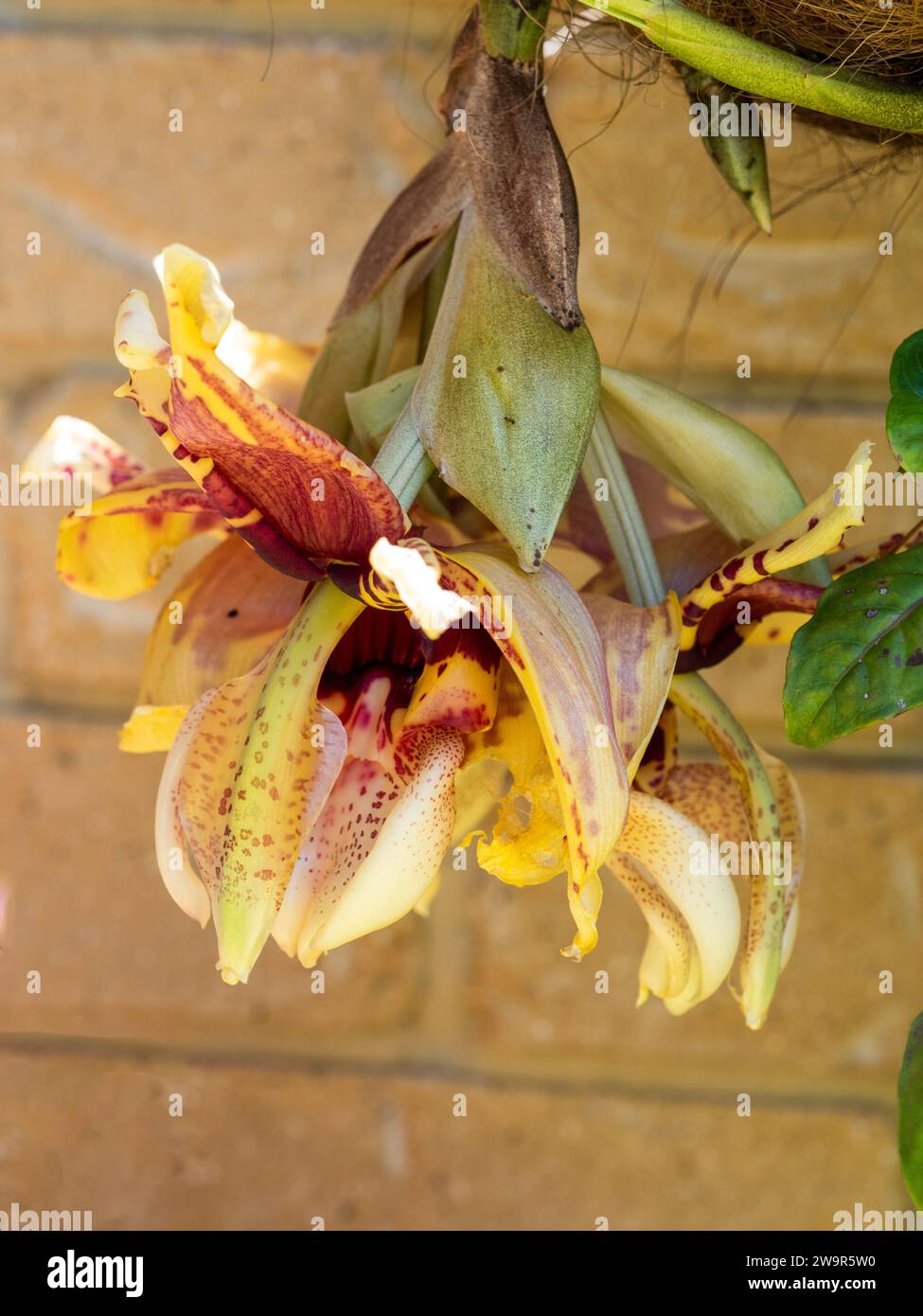 Kopfüber (Stanhopea) Orchideenblumen blühen unter dem Boden ihres Hängekorbs, wachsgelb mit roten Mustern, Sommer, Australien Stockfoto