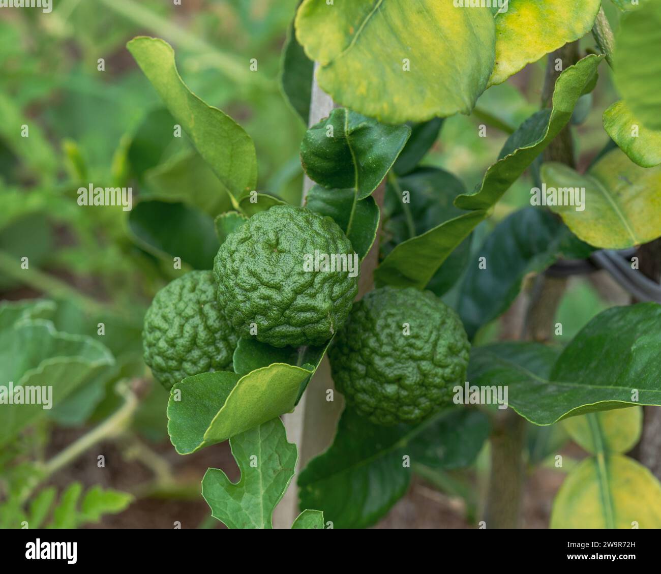 Klumpige grüne Kaffirlinde auf einem Baum, Rinde und Blätter sind häufige Zutaten, die in der thailändischen Küche verwendet werden Stockfoto