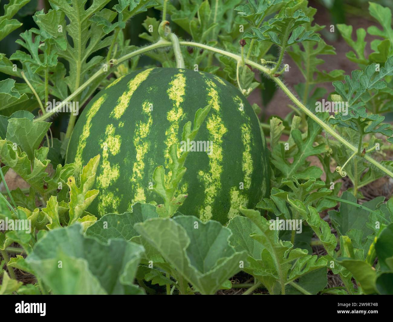 Wassermelone wächst auf der Rebe, fast fertig, Sommer, Australien Stockfoto