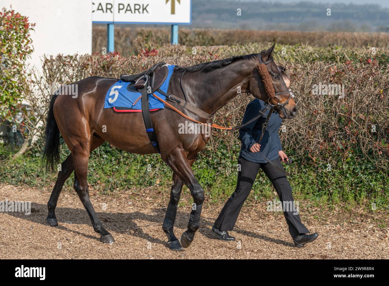 Fotos des Rennpferdes „Greifvögel“, geritten von Harry Cobden, trainiert von Paul Nicholls, auf der Rennbahn Wincanton, 21. März 2022 Stockfoto