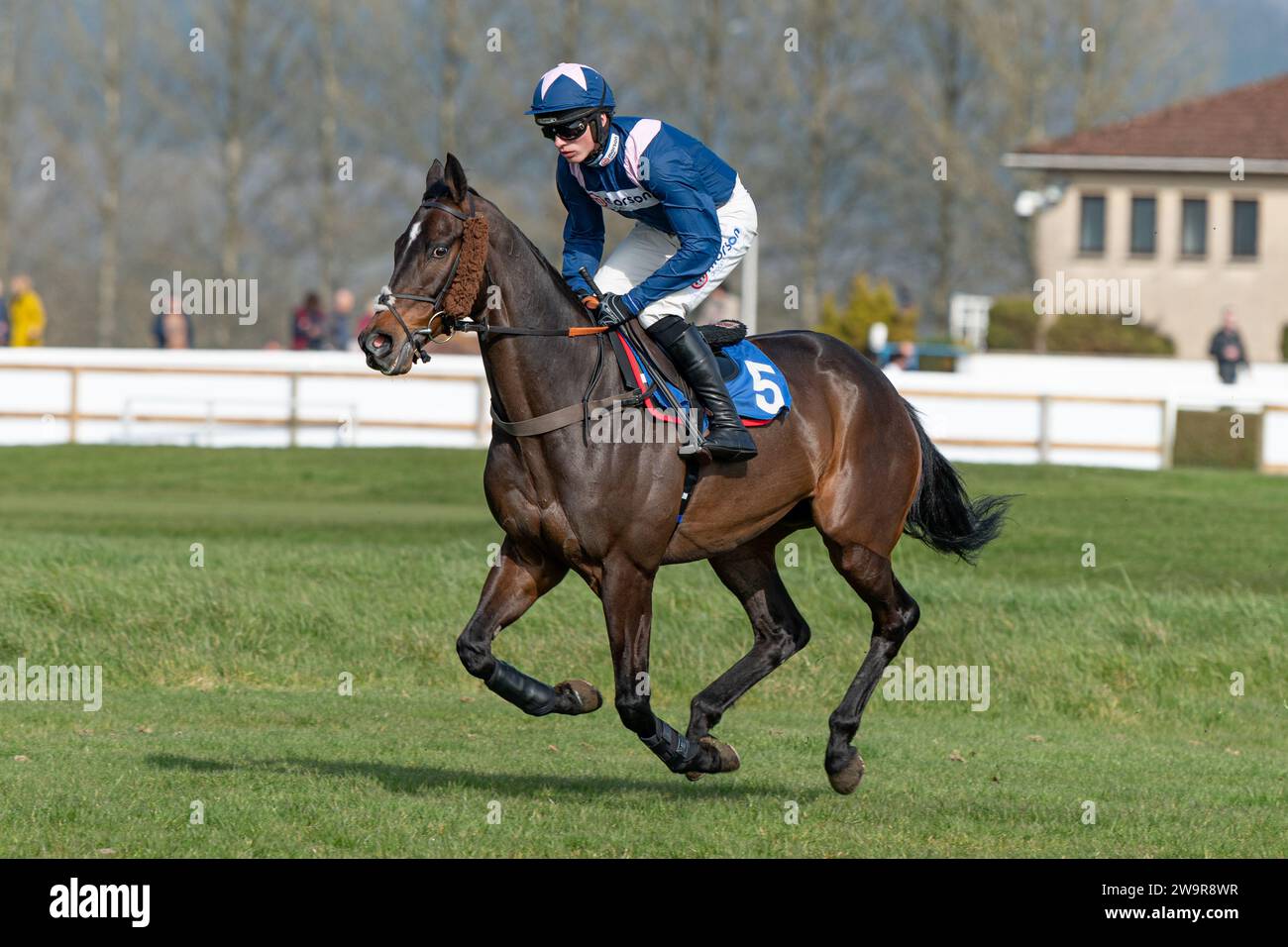 Fotos des Rennpferdes „Greifvögel“, geritten von Harry Cobden, trainiert von Paul Nicholls, auf der Rennbahn Wincanton, 21. März 2022 Stockfoto