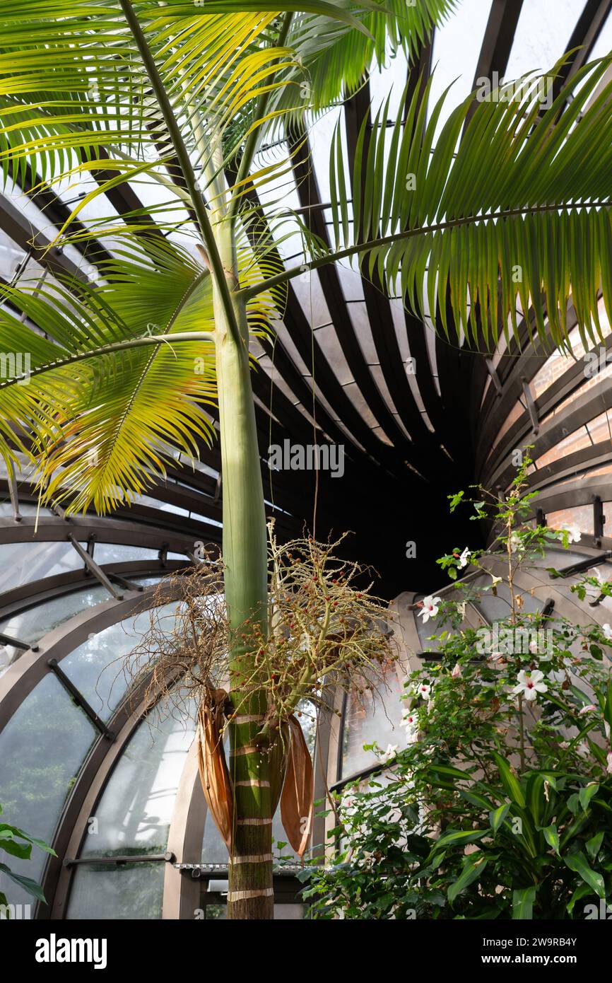Das Innere eines der miteinander verflochtenen Gewächshäuser mit einem heißen und feuchten tropischen Klima in Bombay Sapphire, Laverstoke Mill. UK Stockfoto