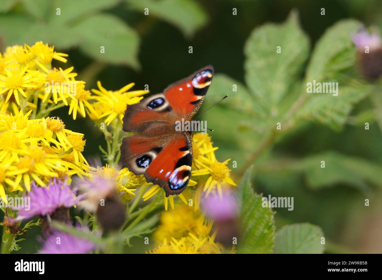 Europäischer PfauenSchmetterling, (Aglais io), Isle of Jura, Schottland, Vereinigtes Königreich Stockfoto