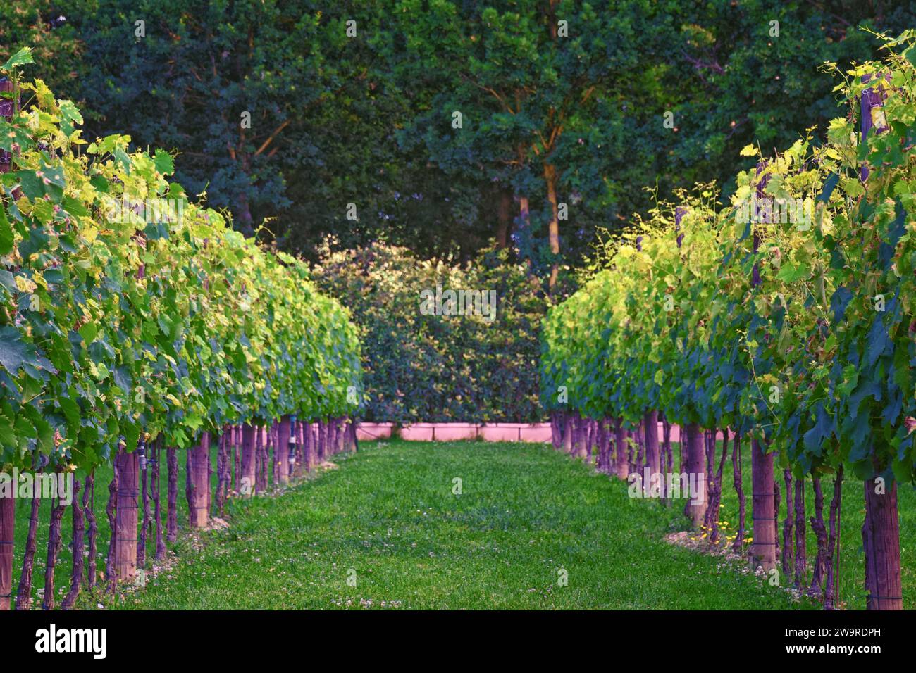 Toskanisches Weingut typisches Weingut in Italien, Europa. Stockfoto