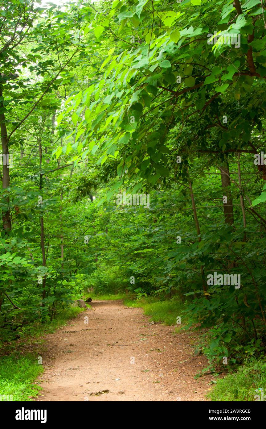 Waldweg, Theodore Roosevelt National Memorial, District of Columbia Stockfoto