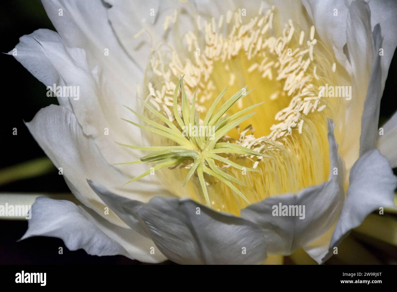 Nahaufnahme der exotischen weißen Blüten von Drachenfruchtpflanzen, die in der Sommernacht blühen Stockfoto