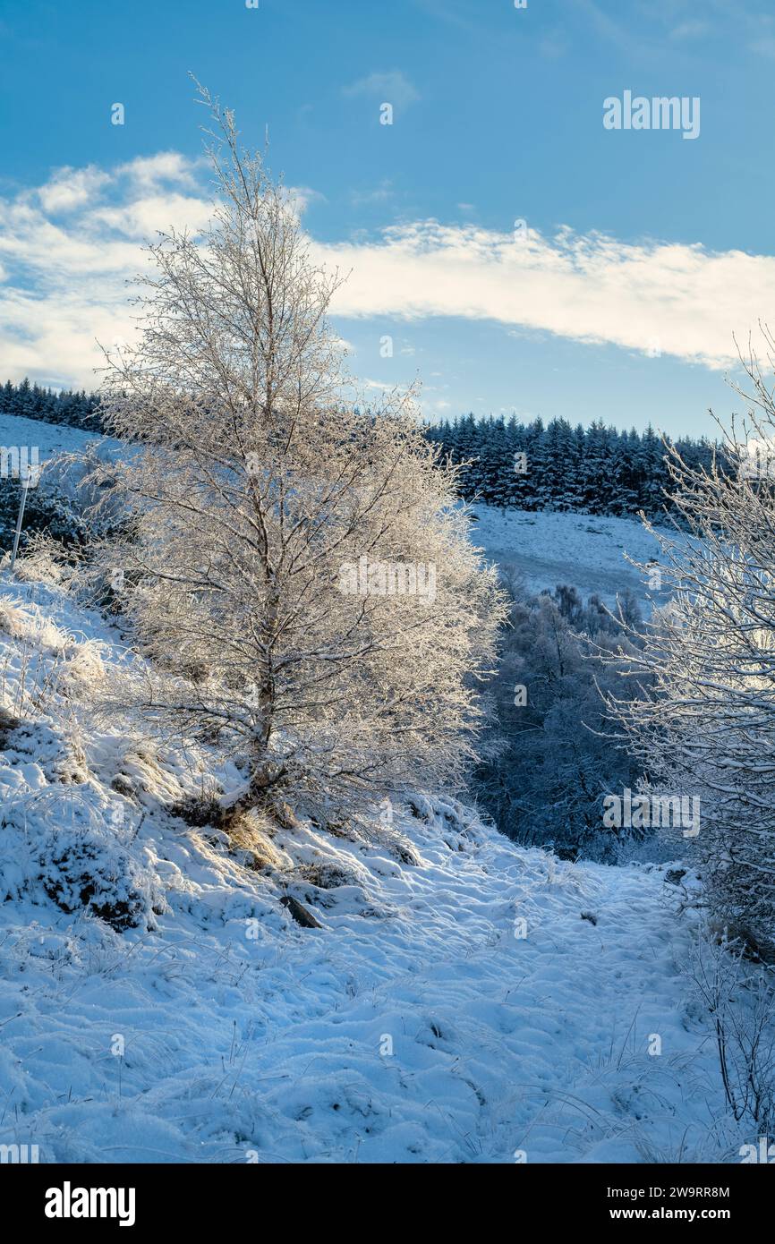 Frost- und schneebedeckte Bäume in der schottischen Landschaft. Glen Brown, Cairngorms, Highlands, Schottland Stockfoto