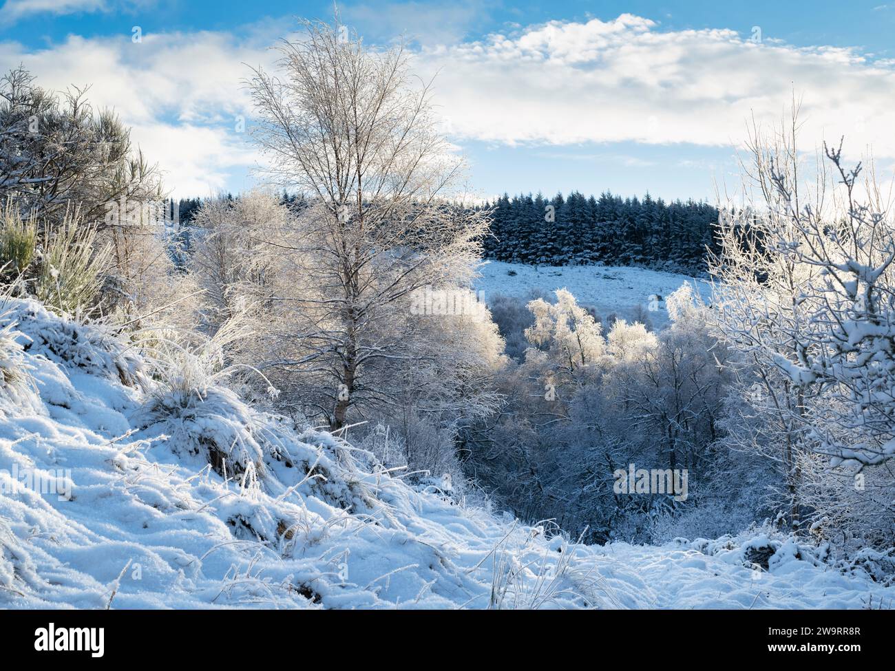 Frost- und schneebedeckte Bäume in der schottischen Landschaft. Glen Brown, Cairngorms, Highlands, Schottland Stockfoto