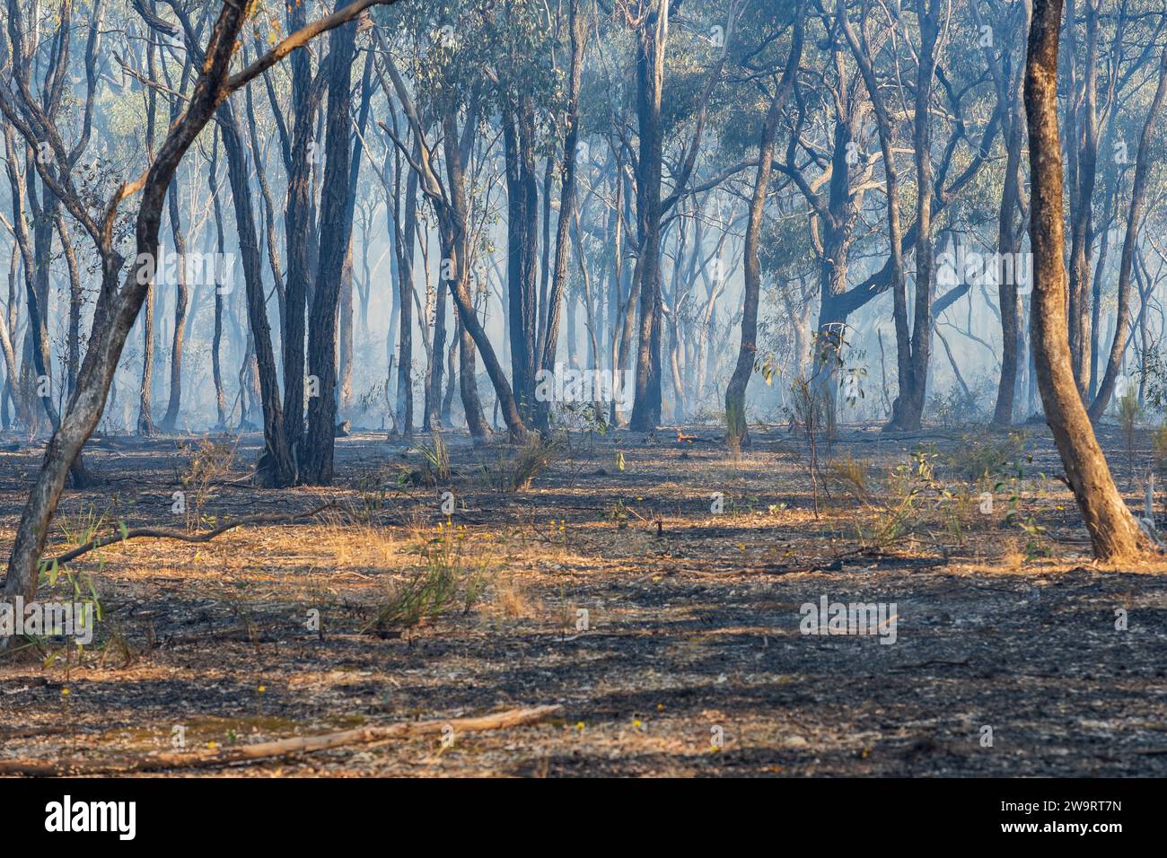 In Maryborough im australischen Zentrum von Victoria, Australien, raucht Rauch durch Gummibäume. Stockfoto