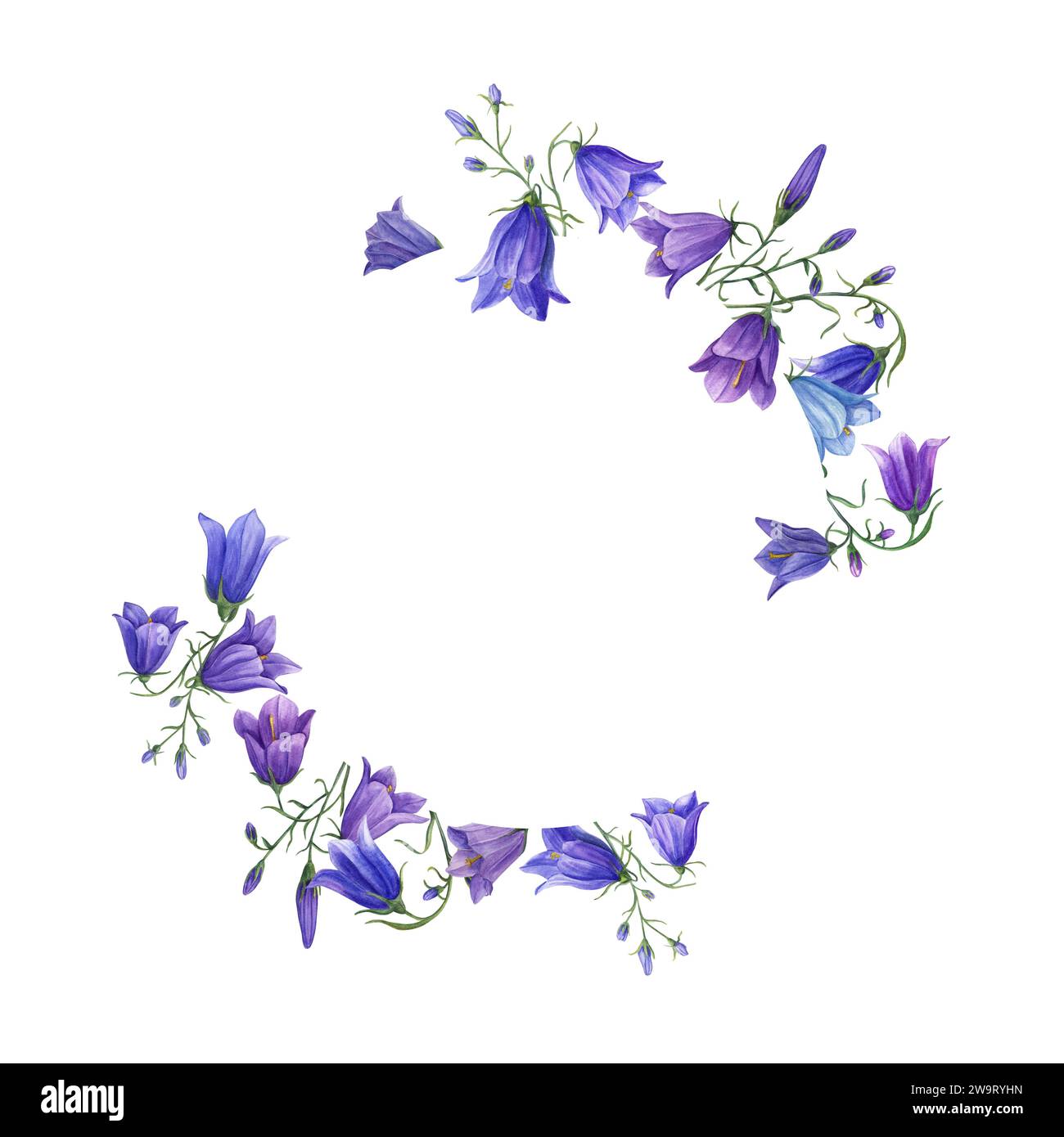 Kranz mit blauvioletten campanula-Blüten und grünen Blättern. Wiesenpflanzen, Harebell. Komposition mit Kopierraum für Text. Aquarellabbildung Stockfoto