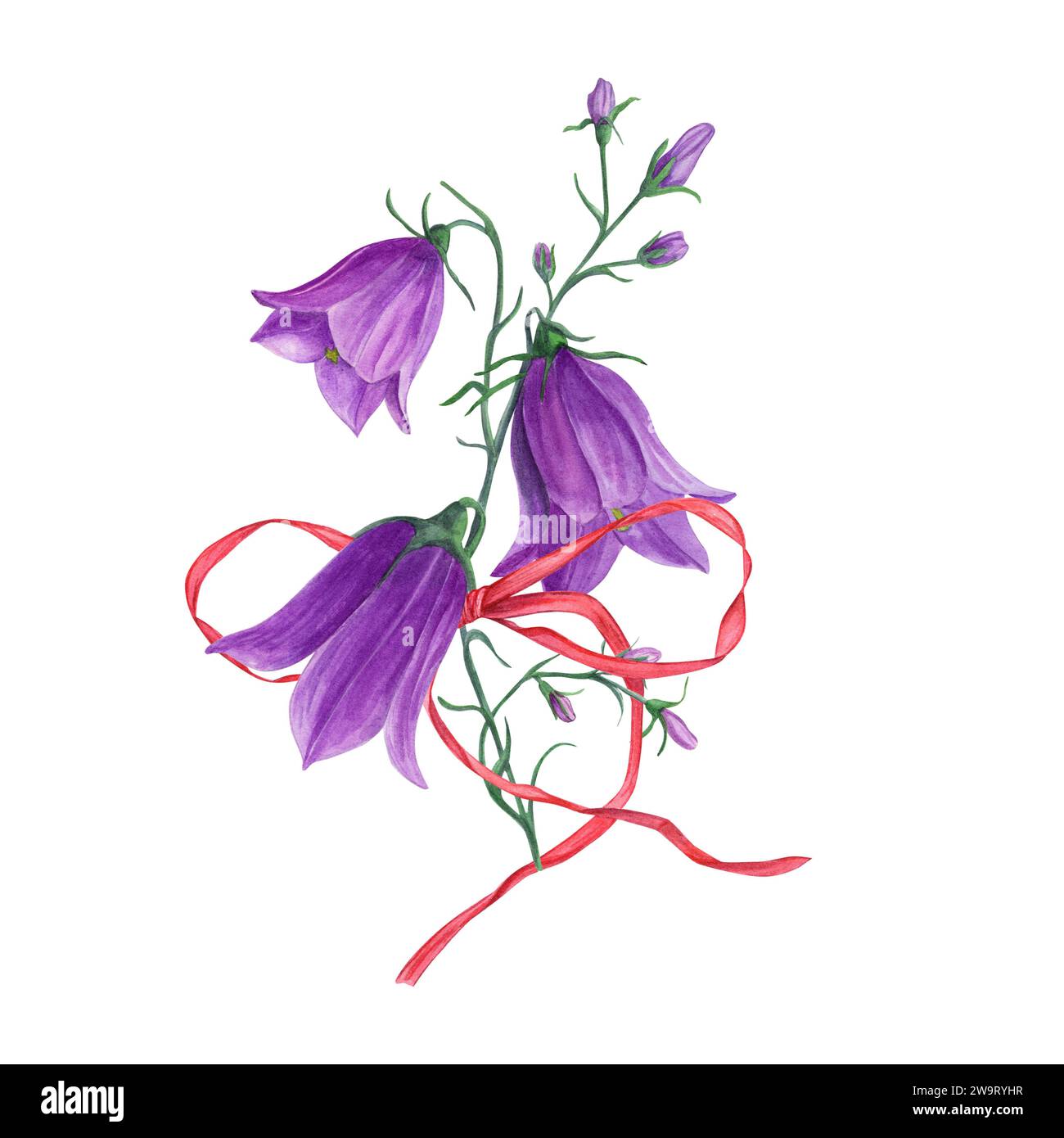 Zartes lilafarbenes, violettes campanula-rotes Band. Wilde Glockenblumen, Hareglocken, Bogen. Blütenharebell. Aquarellillustration der Wiesenpflanze. Stockfoto