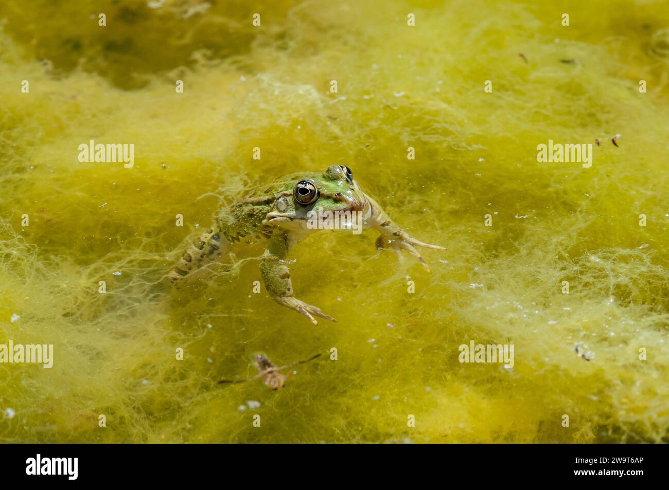 Iberischer grüner Frosch, Pelophylax perezi, auf einer Pfütze, Katalonien, Spanien Stockfoto