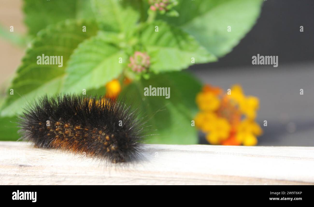 Salt Marsh Caterpillar auf Holzzaun mit Yellow Flowers Estigmene Acrea Rural East Texas Stockfoto