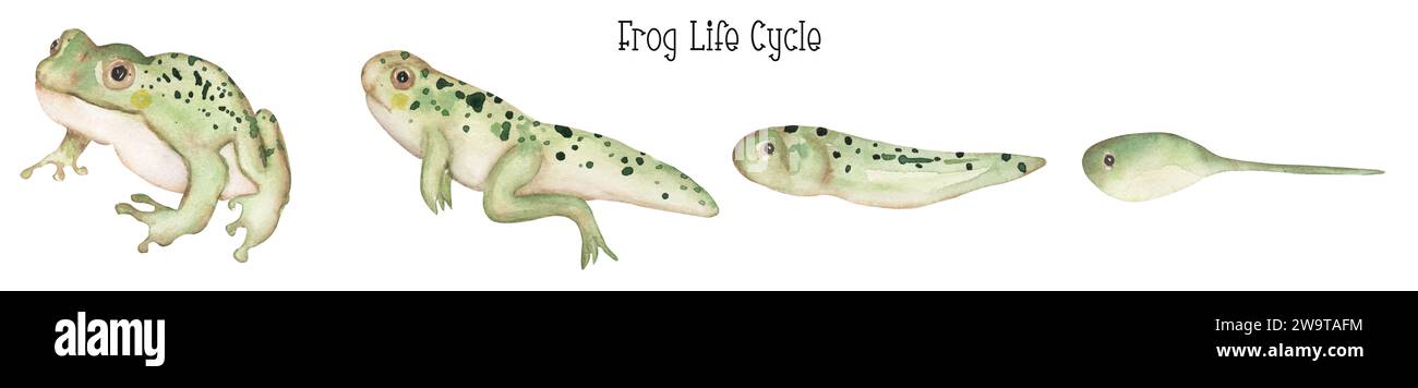 Aquarellfrosch Lebenszyklus Illustration Set, pädagogische Clipart für Kinder, niedliche Kröte Tier Clipart, Kinderzimmer Druck, Kaulquappe Homeschool Karte Clip Art Stockfoto