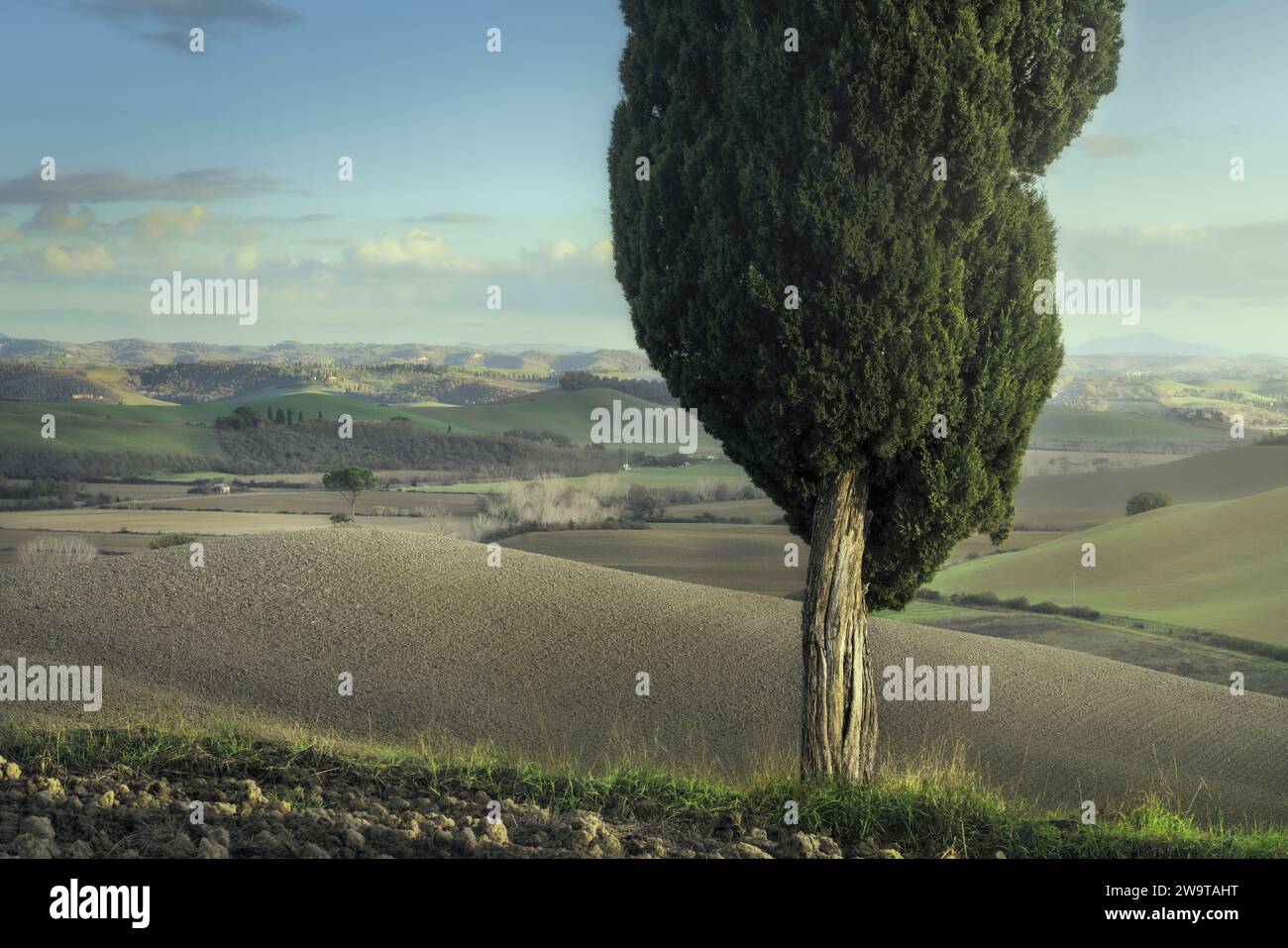Zypressen und Kiefern auf den Hügeln der Crete Senesi. Landschaft in Lucignano d'Arbia, toskanische Region. Italien Stockfoto