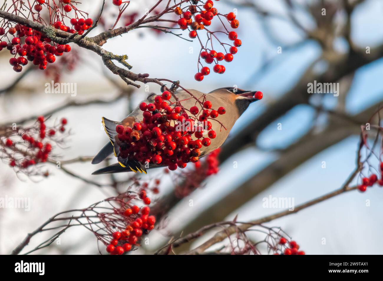 Wachsflügelvogel (Bombycilla garrulus), der im Dezember 2023, einem Jahr, in dem die Wintermigranten in England, Großbritannien, von roten vogelbeeren ernährt wurden Stockfoto