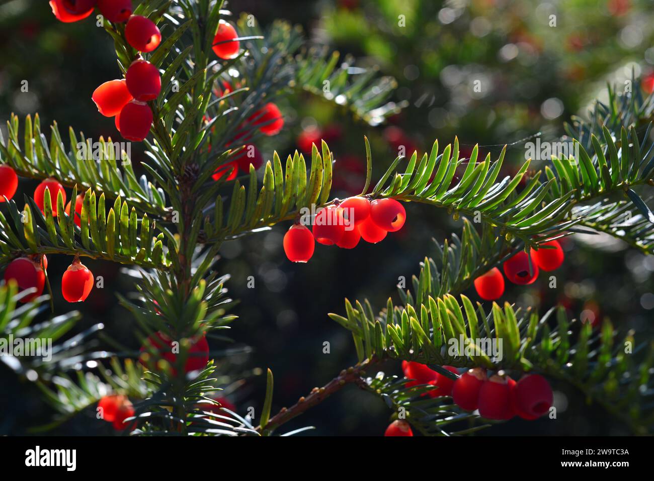 Rote Beeren wachsen auf immergrüner Eibe im Sonnenlicht, Europäische Eibe. Stockfoto