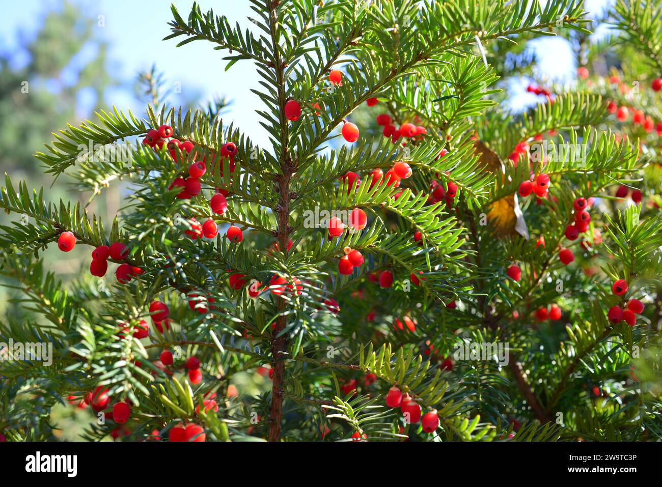 Rote Beeren wachsen auf immergrüner Eibe im Sonnenlicht, Europäische Eibe. Stockfoto