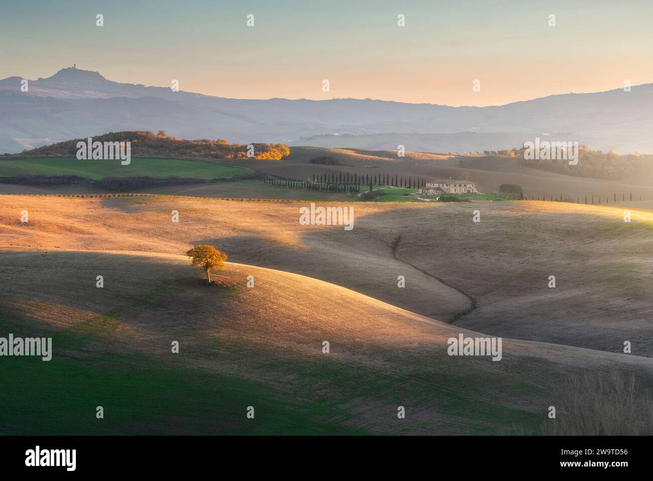 SAN QUIRICO D'ORCIA, TOSKANA / ITALIEN - 7. Dezember 2023: Einsamer Baum auf den Hügeln des Val d'Orcia bei Sonnenuntergang im Spätherbst. Das Dorf Radicofani i. Stockfoto