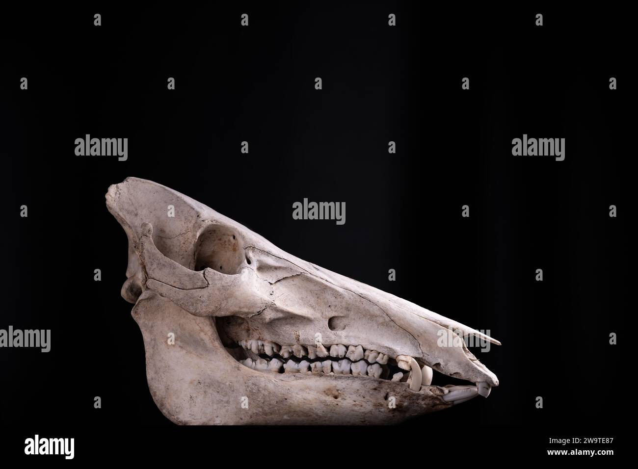 Eberschädel auf schwarzem Hintergrund in der Seitenansicht Stockfoto