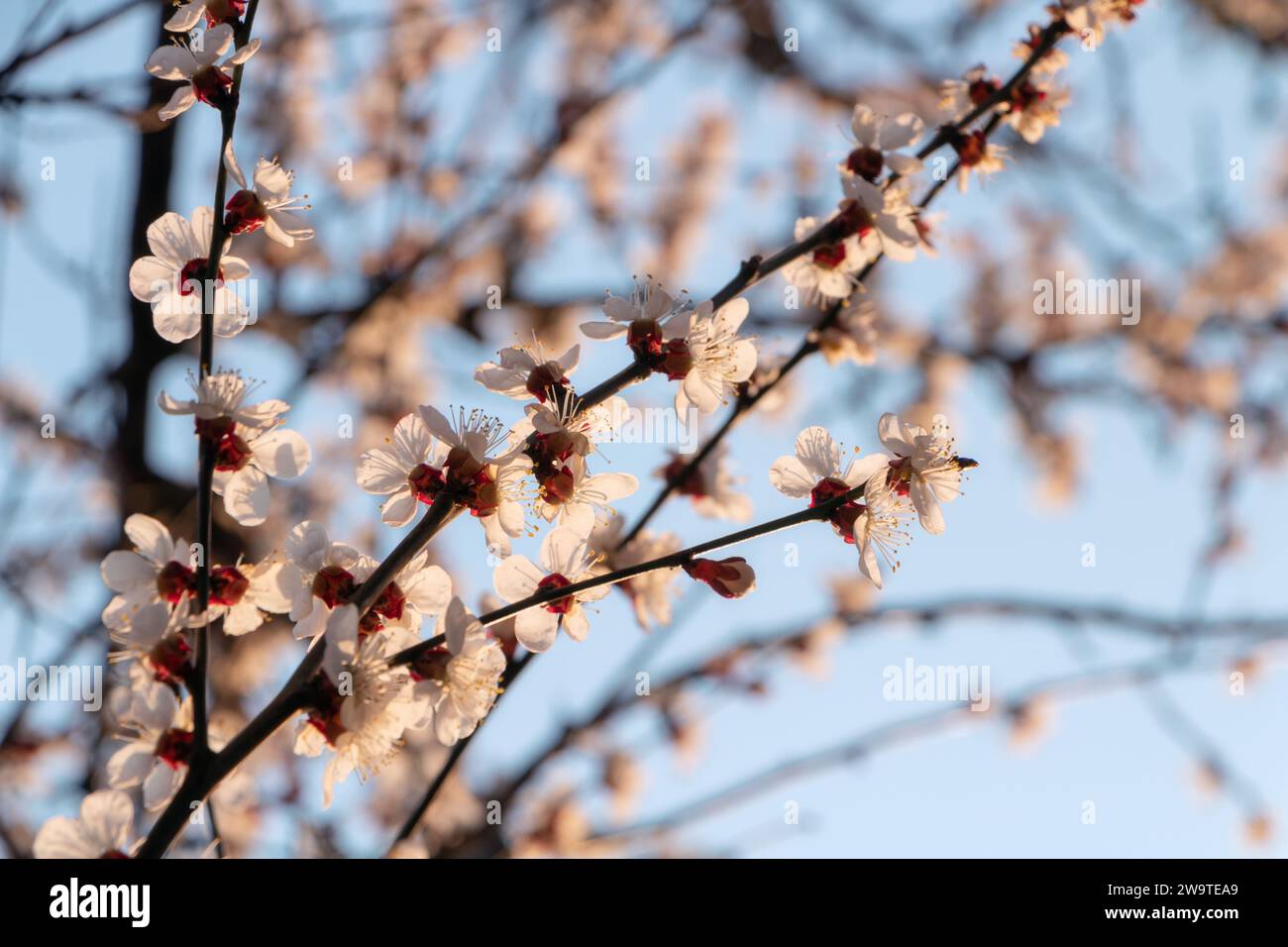 Blühender Aprikosenbaum gegen den blauen Himmel. Stockfoto