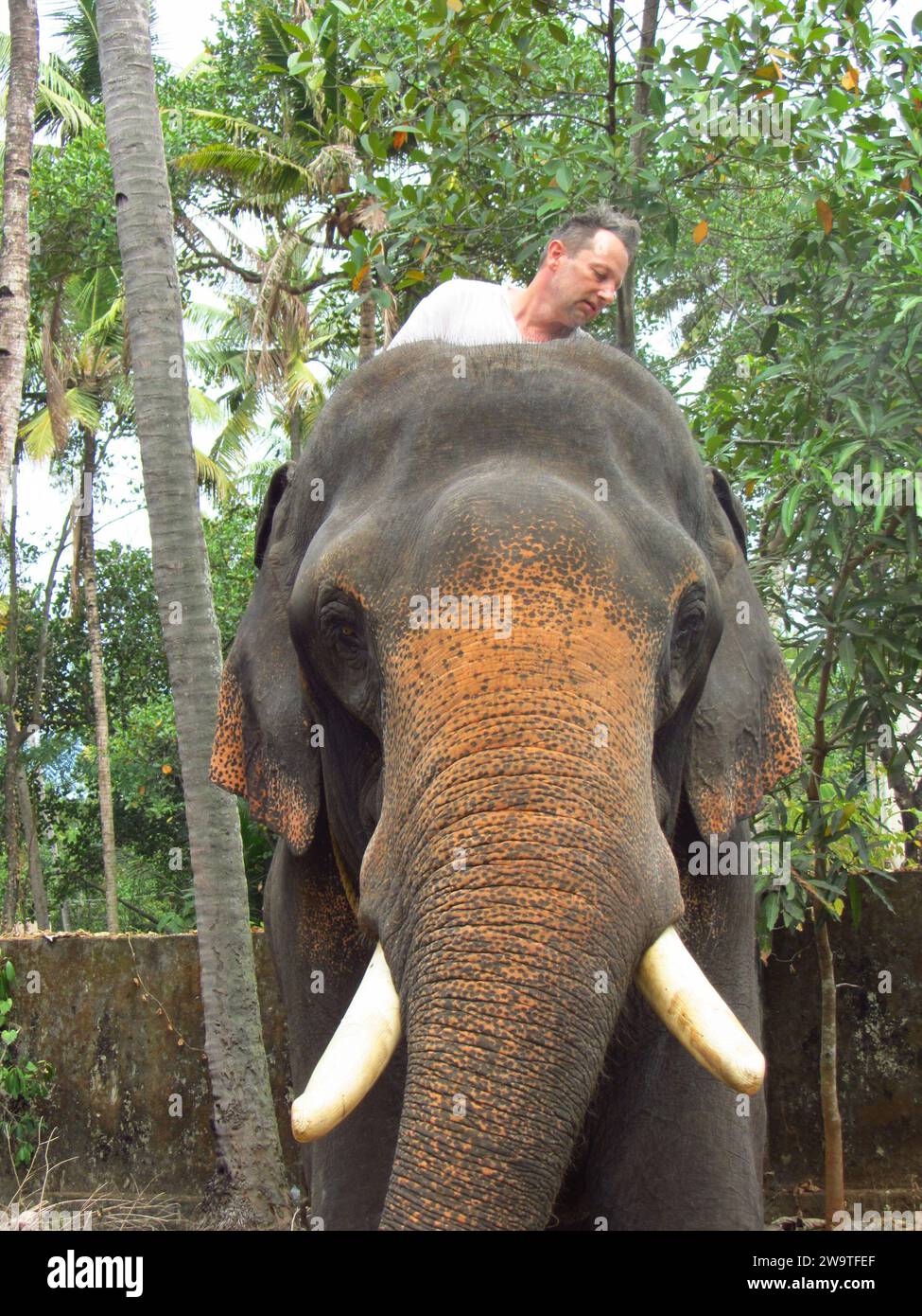 indischer Elefant in einem Tempel in Indien, sie sind keine Haustiere indischer Elefant in einem Tempel in Indien Stockfoto