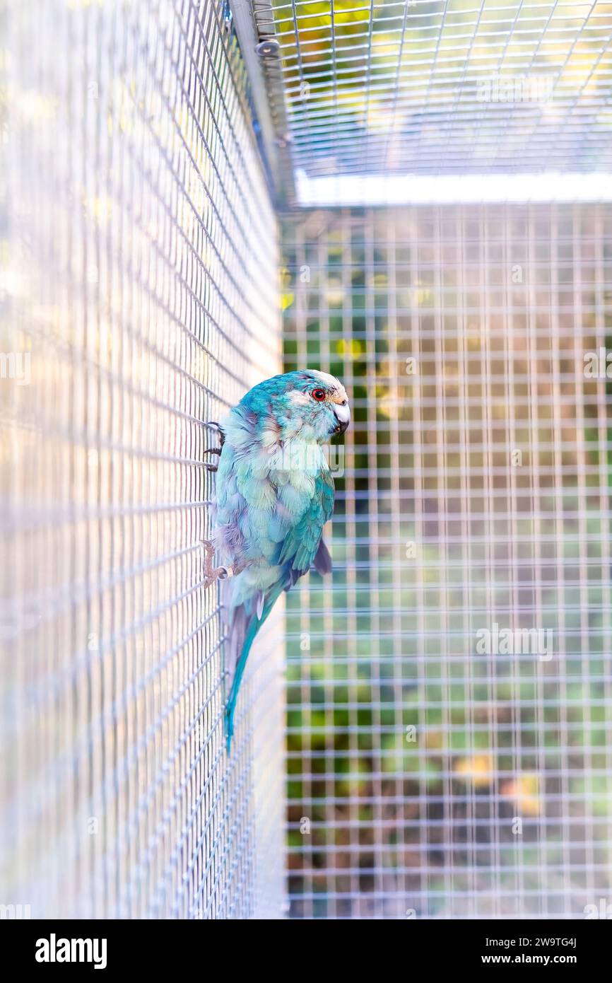Blauer Kakariki in einem Käfig außen Stockfoto