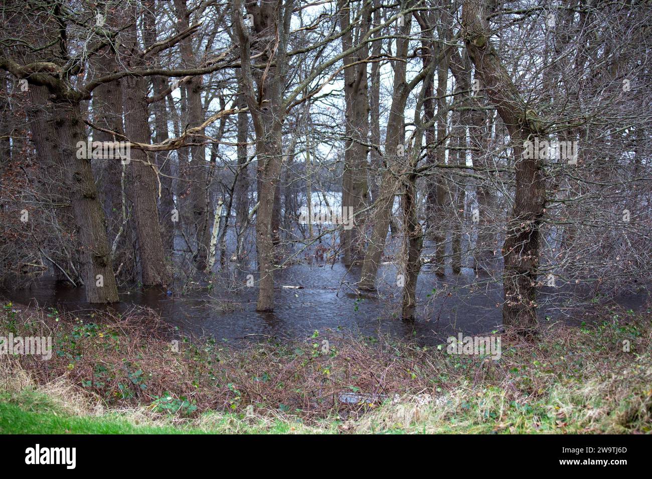 Land unter Wasser in Niederlangen, Landkreis emsland, niedersachsen, Nordwesten deutschlands Stockfoto