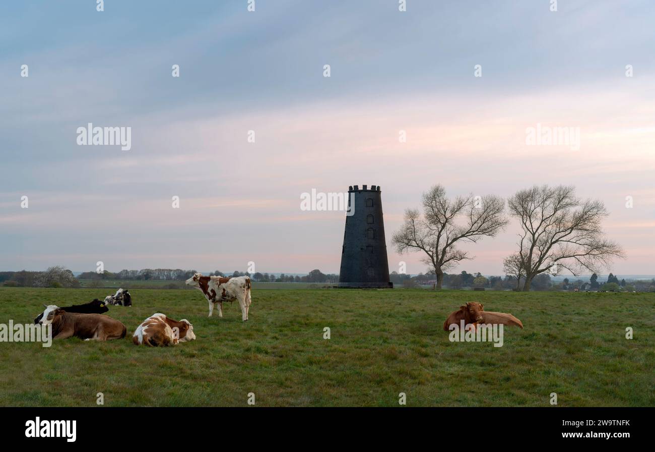 Im ländlichen Beverley, Yorkshire, Vereinigtes Königreich, tummeln sich die Kühe bei Sonnenaufgang, umgeben von markanter stillgelegter Windmühle und Grünland. Stockfoto