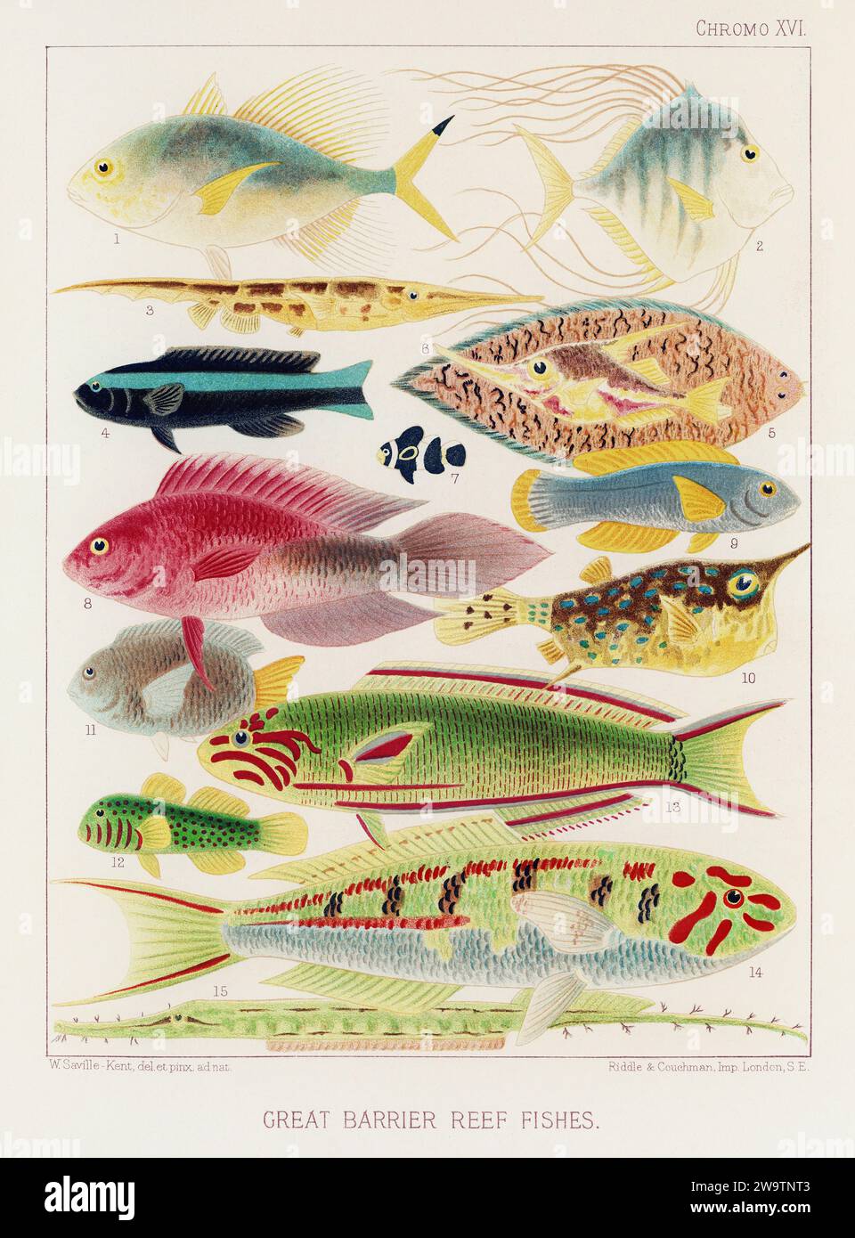 Das Great Barrier Reef von Australien. Ein farbenfroher Teller eines antiken Buches über Korallen und Korallenriffe. Stockfoto