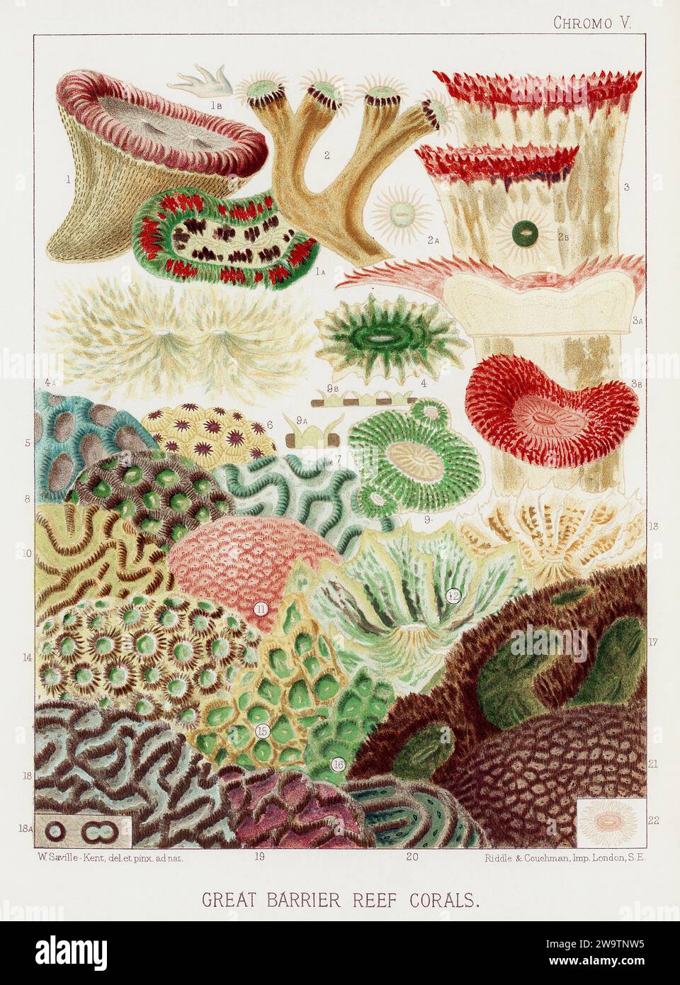 Das Great Barrier Reef von Australien. Ein farbenfroher Teller eines antiken Buches über Korallen und Korallenriffe. Stockfoto