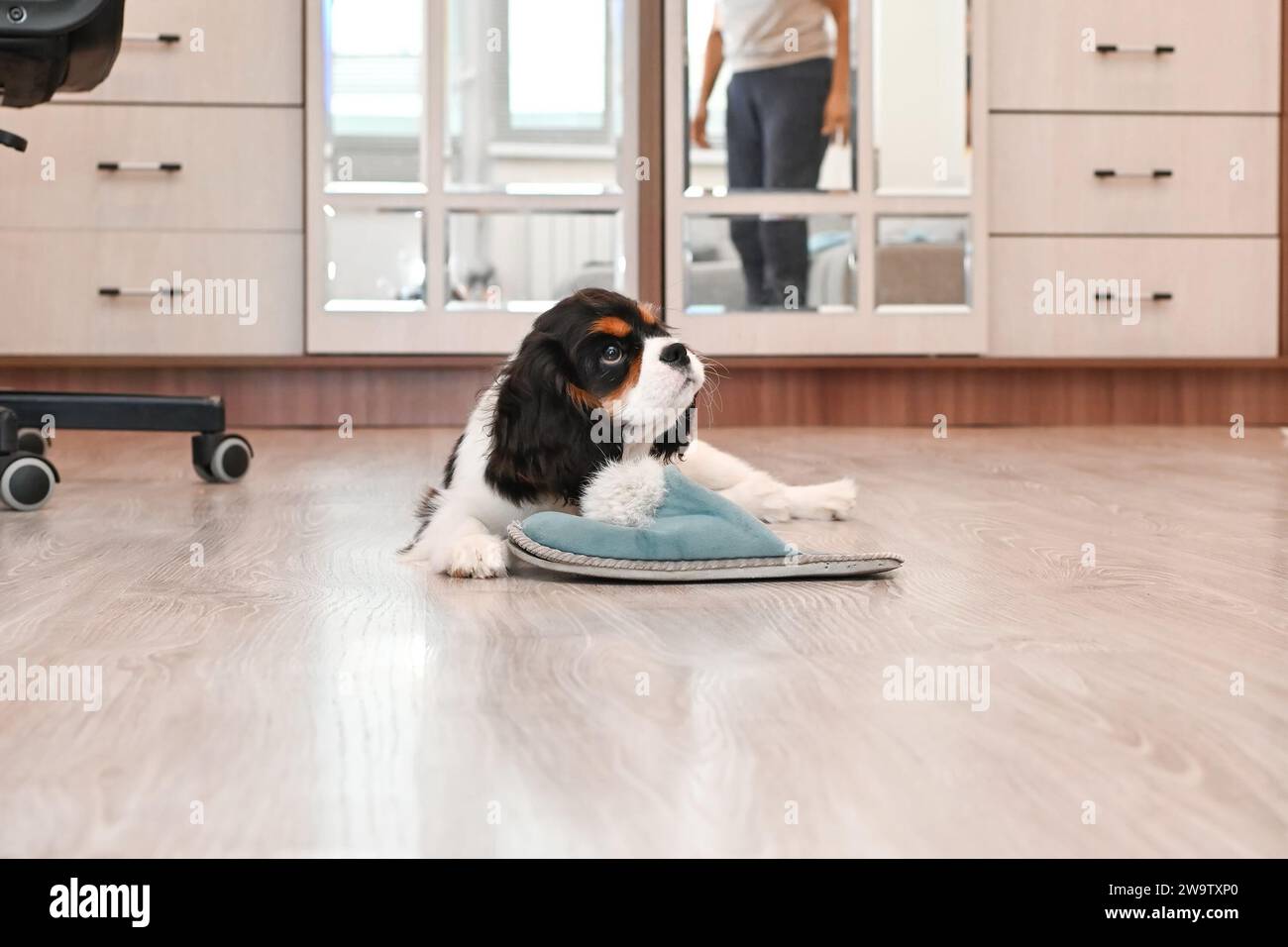 Der Besitzer bringt einem kleinen Kavalier King Charles Spaniel Welpen bei, sich zu Hause zu benehmen. Der niedliche kleine Hund kaut an Schuhen als Teil des Gehorsams Stockfoto