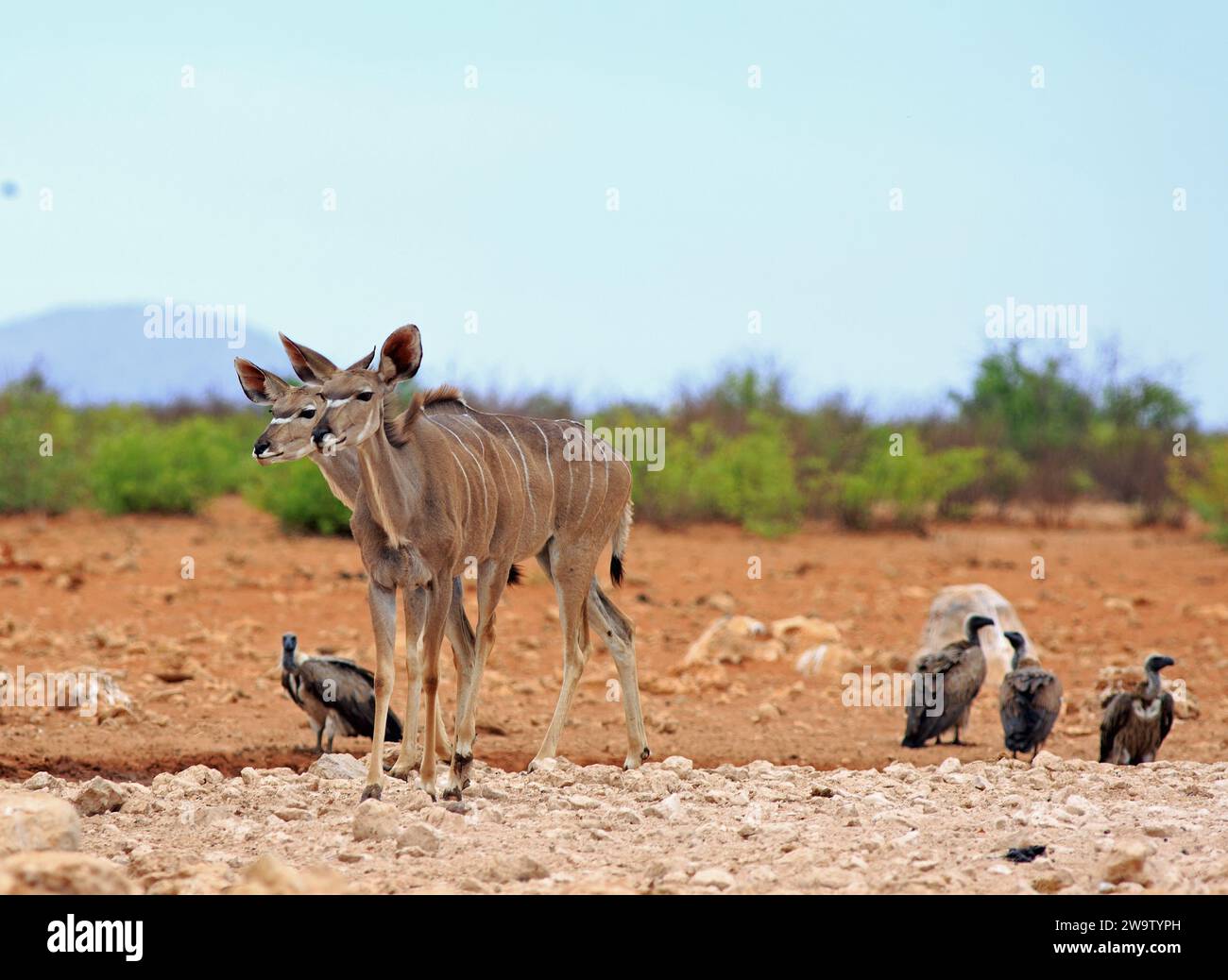 Zwei weibliche Kudu, die auf der trockenen afrikanischen Savanne stehen, mit Geiern im Hinterland, die auf dem Boden ruhen Stockfoto