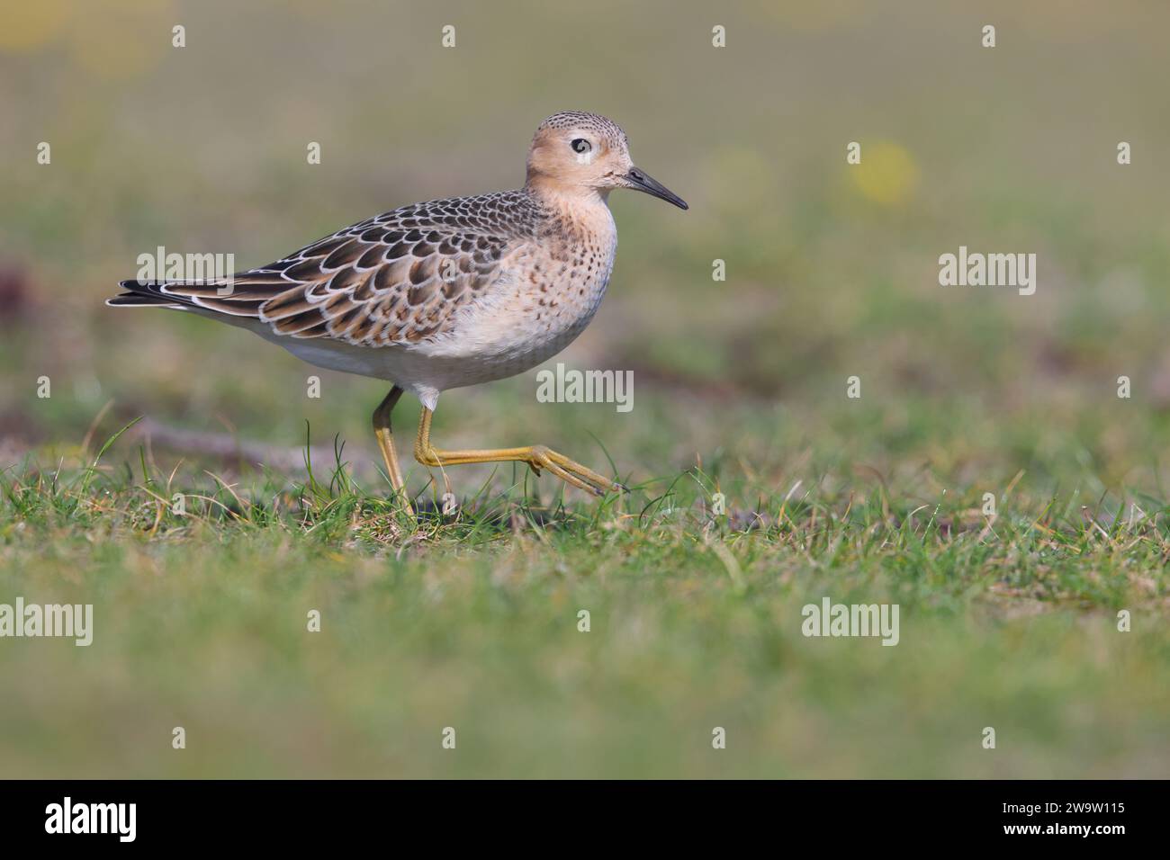 Ein vagranter junger Sandpiper (Calidris subruficollis) auf St. Agnes auf den Scilly-Inseln im Oktober Stockfoto