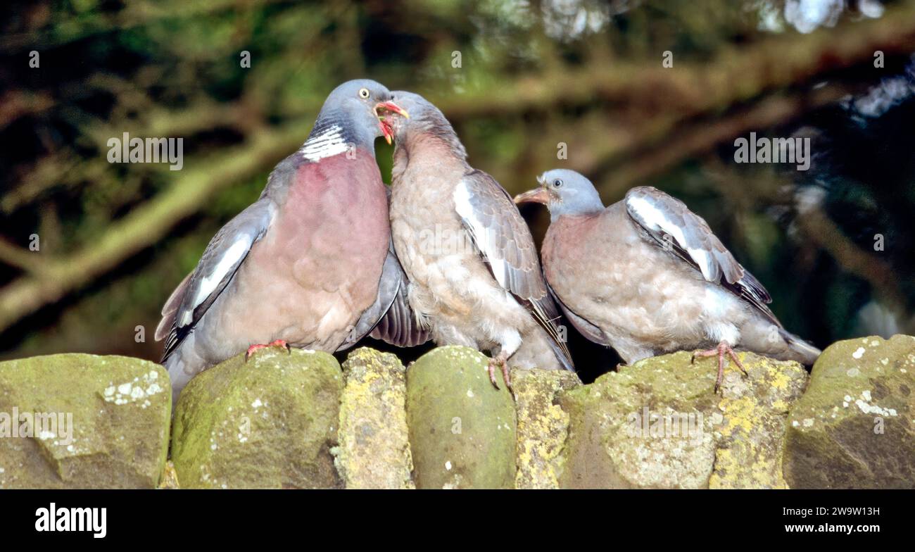 Die Holztaube Columba Palumbus füttert einen Jungen Stockfoto