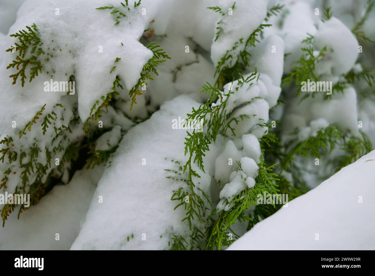 Thuja-Zweige, die im Wintergarten mit Schnee bedeckt sind Stockfoto