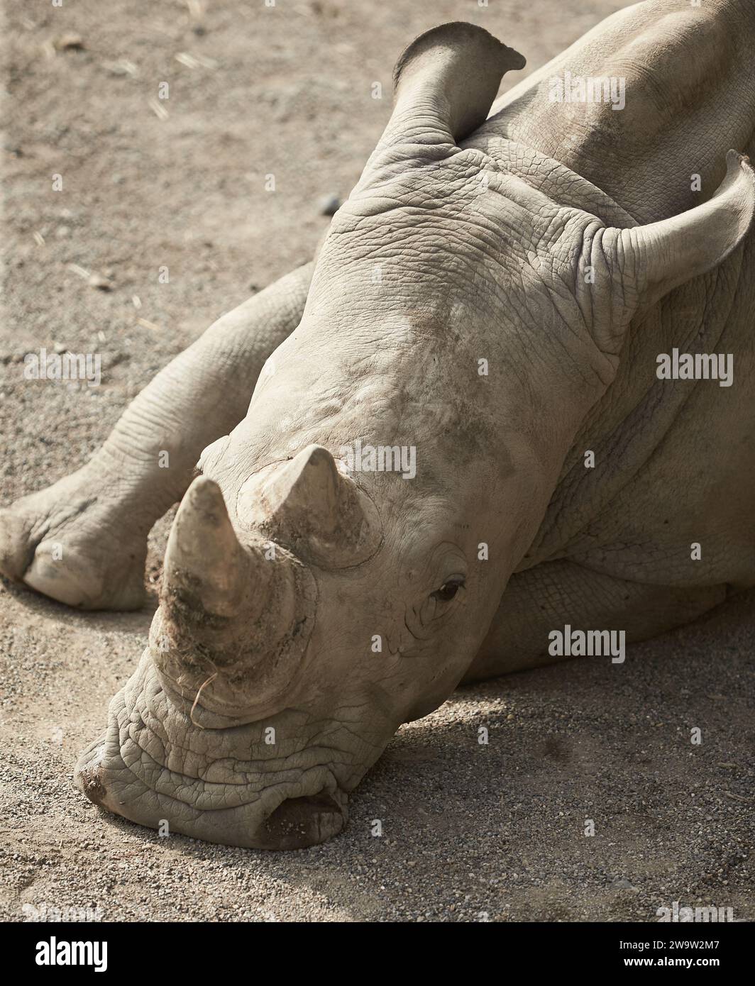 Nahaufnahme des grauen Nashorns im Zoo Stockfoto