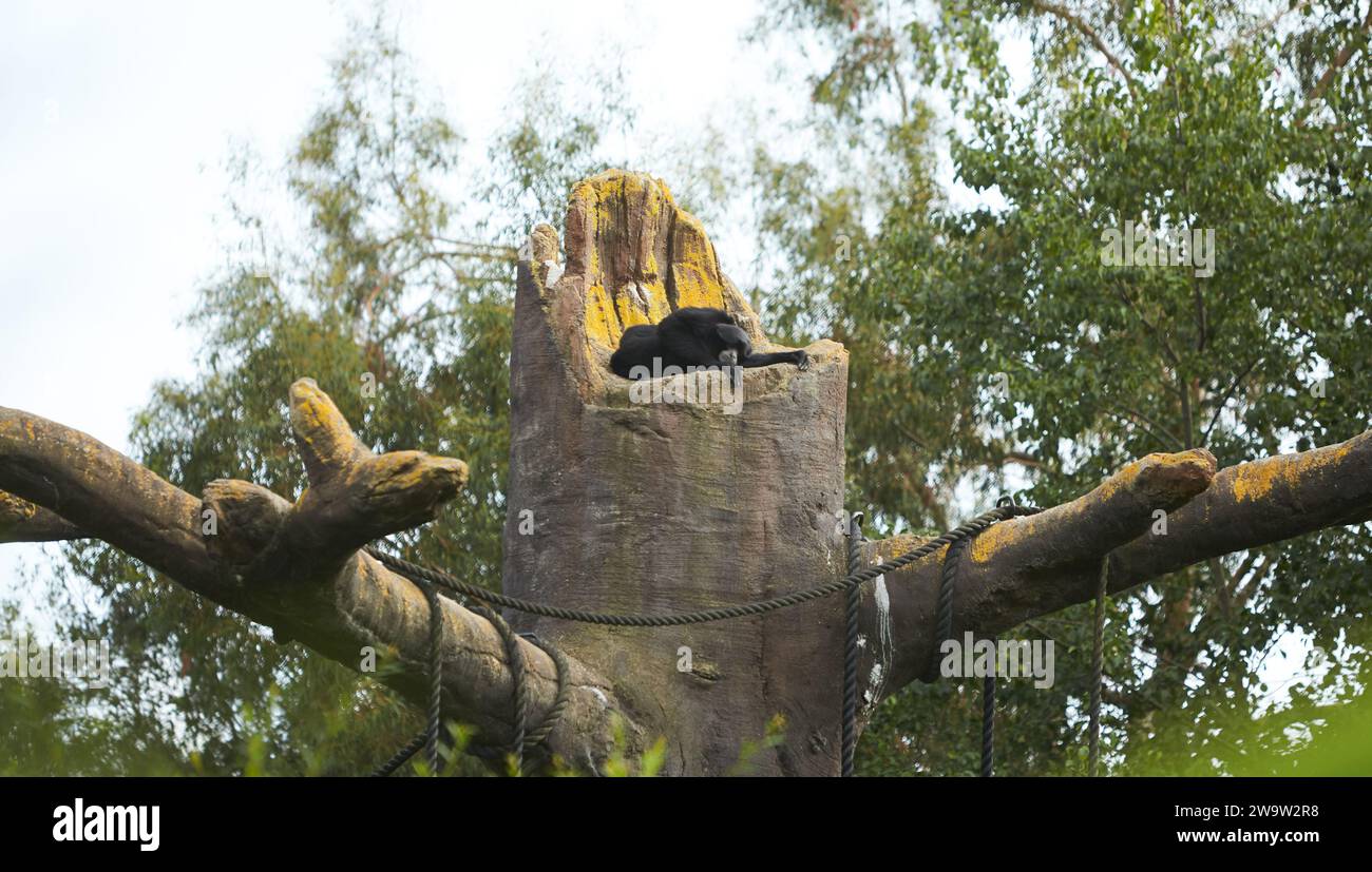 Nahaufnahme von Siamnang Gibbon auf dem Baum im Zoo Stockfoto