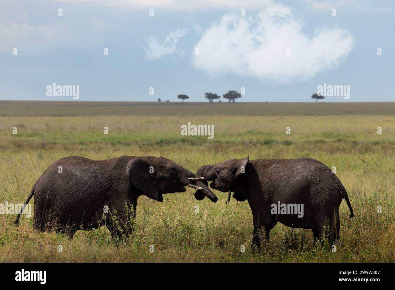 Wilde große graue afrikanische Elefanten in der Savanne im Serengeti-Nationalpark, Tansania, Afrika Stockfoto