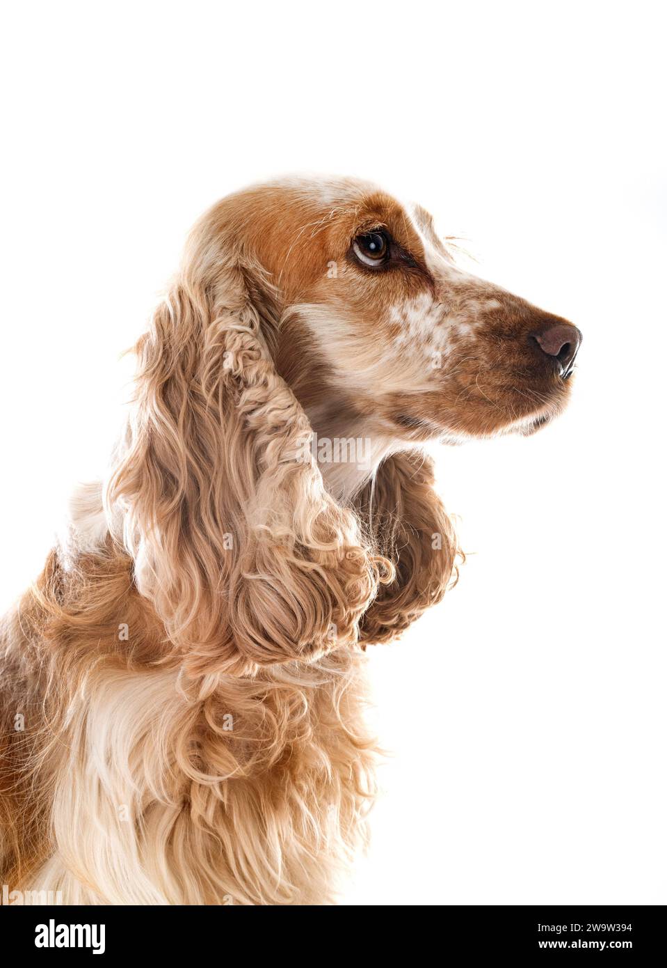 English Cocker Spaniel vor weißem Hintergrund Stockfoto