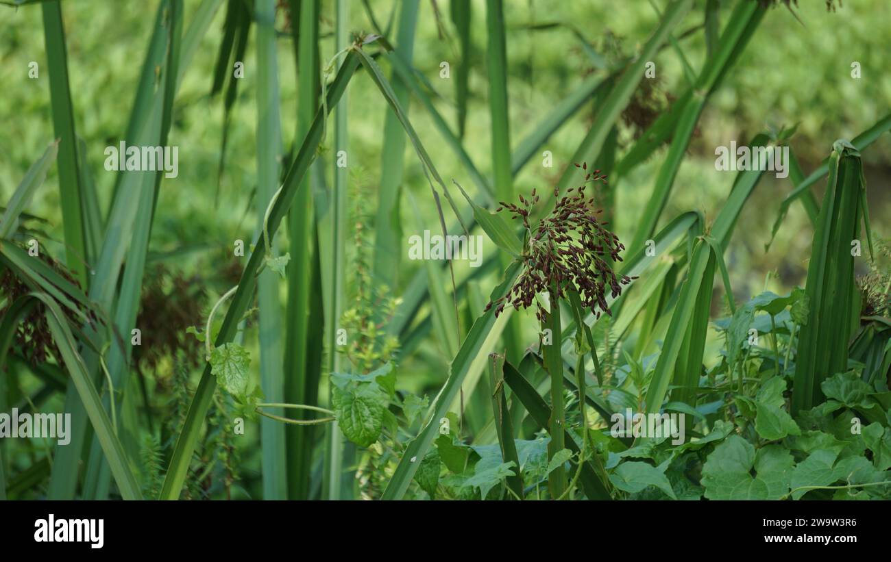 Actinoscirpus grossus (auch Mensiang, großer Club-Rush, Riesenbulrush genannt). Dieses Gras wird oft für gewebte Materialien hergestellt Stockfoto