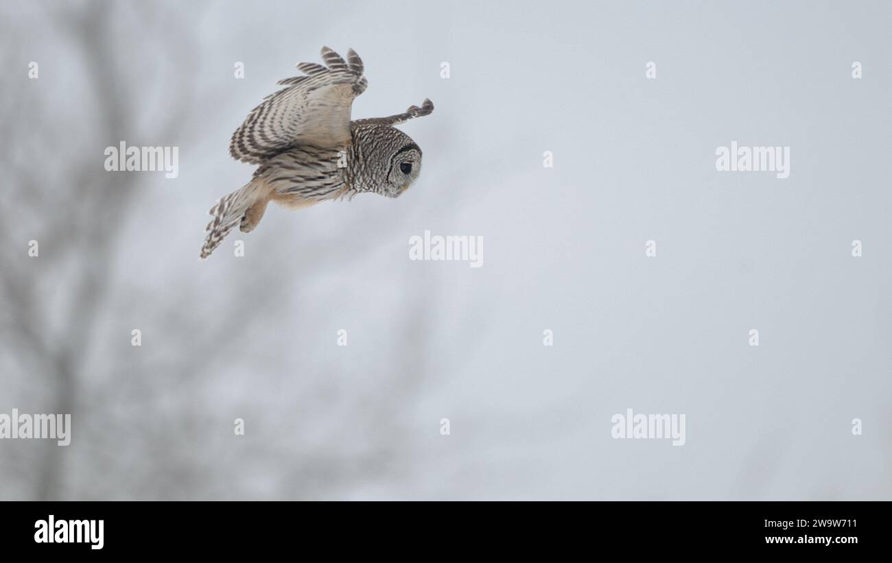 Barred Owl auf dem Flug zur Jagd Stockfoto