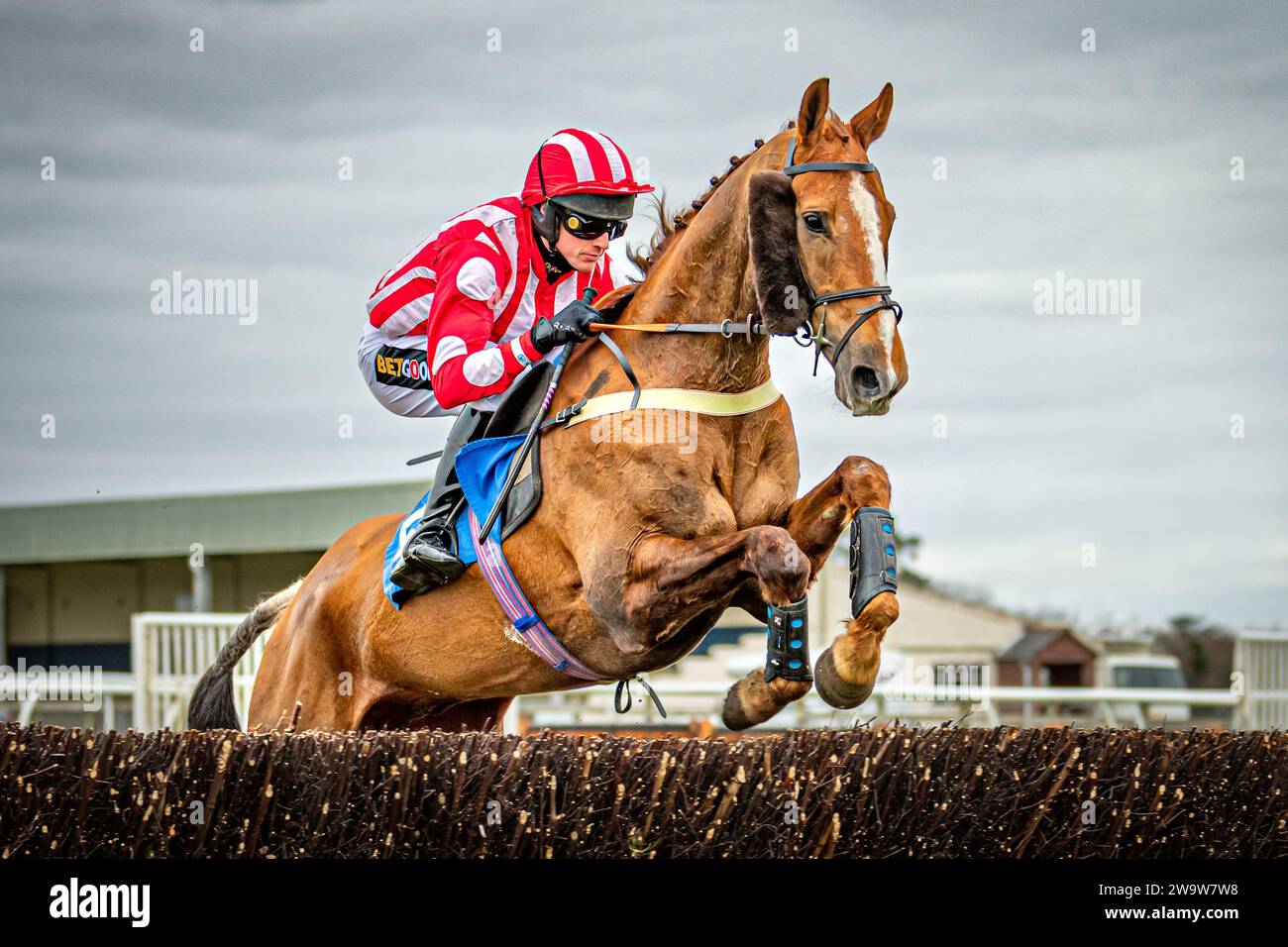 Belle Jour, geritten von Tom Cannon und trainiert von Chris Gordon, Rennen in Wincanton, Donnerstag, 10. März 2022 Stockfoto