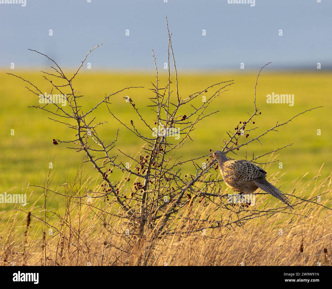 Ein Fasan sitzt in einem Weißdornbaum. Stockfoto