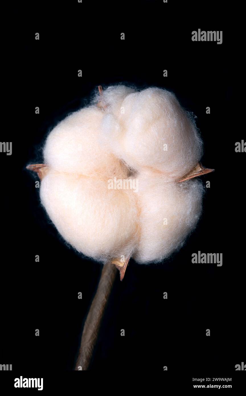 Baumwollboll, über schwarz. Weiche, flauschige Stapelfaser, die in einer Bolle oder einem Schutzkoffer um die Samen der Baumwollpflanzen wächst. Stockfoto