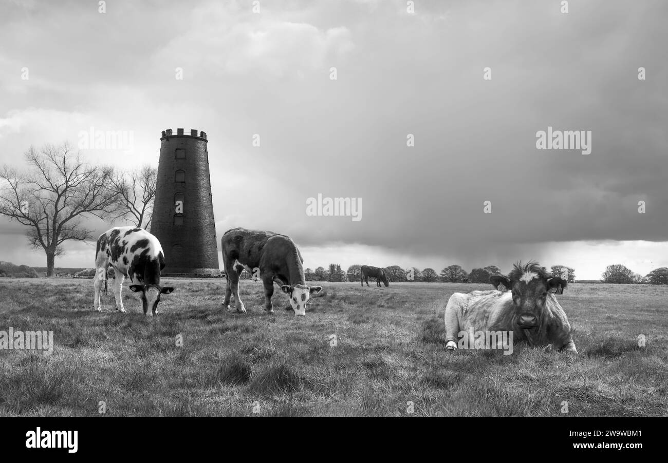 Im ländlichen Beverley, Yorkshire, Vereinigtes Königreich, tummeln sich die Kühe bei Sonnenaufgang, umgeben von markanter stillgelegter Windmühle und Grünland. Stockfoto