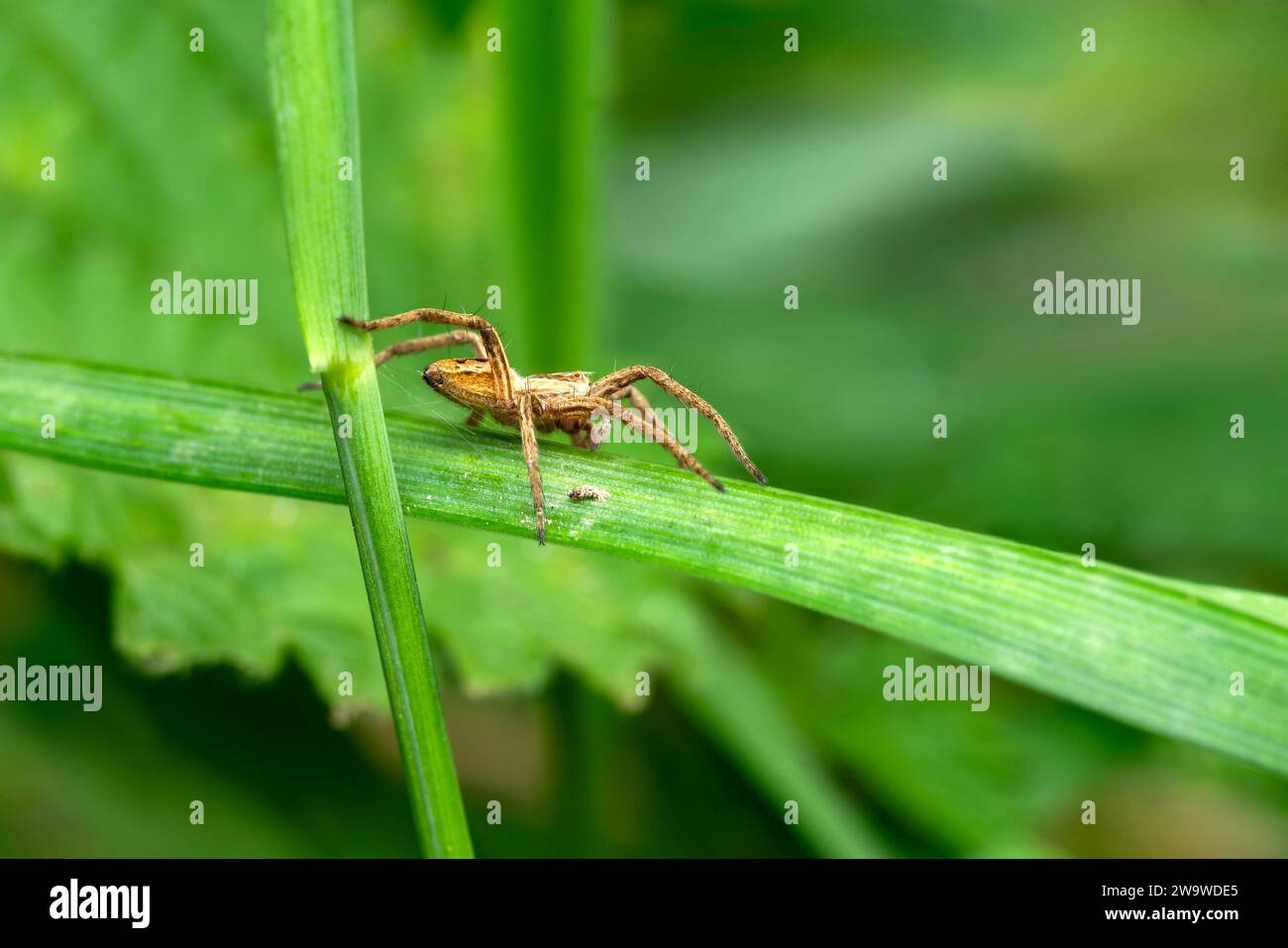 Baumschule Webspinne (Pisaura mirabilis) ein gewöhnliches Garten- und Wieseninsekt, Stockfotobild Stockfoto