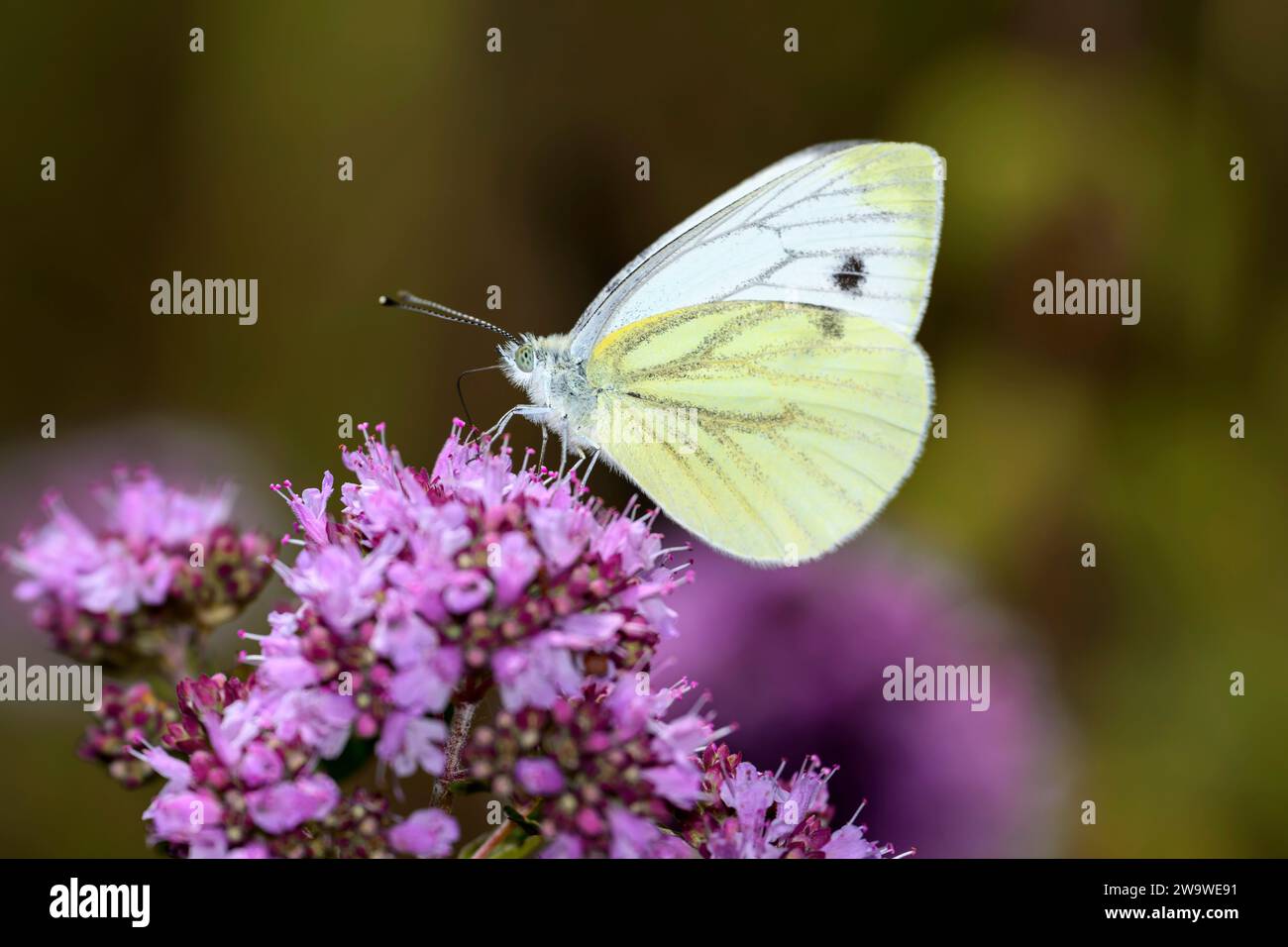 Grüner weißer Schmetterling - Pieris napi saugt Nektar mit seinem Stamm aus der Blüte von Origanum vulgare - Oregano oder wildem Marjoram Stockfoto