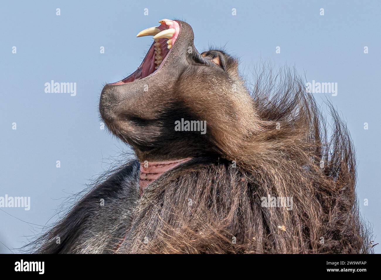 Nahaufnahme eines männlichen Gelada-Affen (Theropithecus gelada) in den Bergen von Simien, Äthiopien Stockfoto